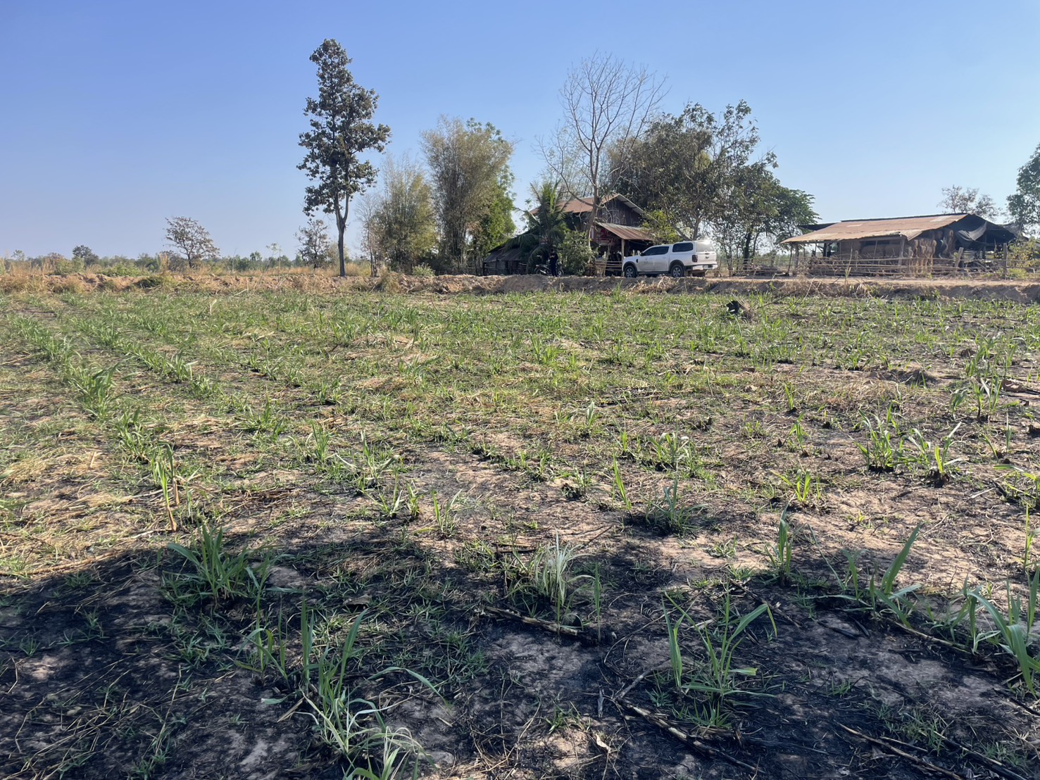 title - วันที่ 10 กุมภาพันธ์ 2569 นายทินกร เพียภูเขียว ปฏิรูปที่ดินจังหวัดอุบลราชธานี มอบหมายให้เจ้าหน้าที่กลุ่มยุทธศาสตร์และการปฏิรูปที่ดิน ลงพื้นที่ตรวจสอบแปลงเกษตรกรรม (สวนอ้อย) ที่มีการตรวจพบว่ามีการเผา จำนวน 2 จุด